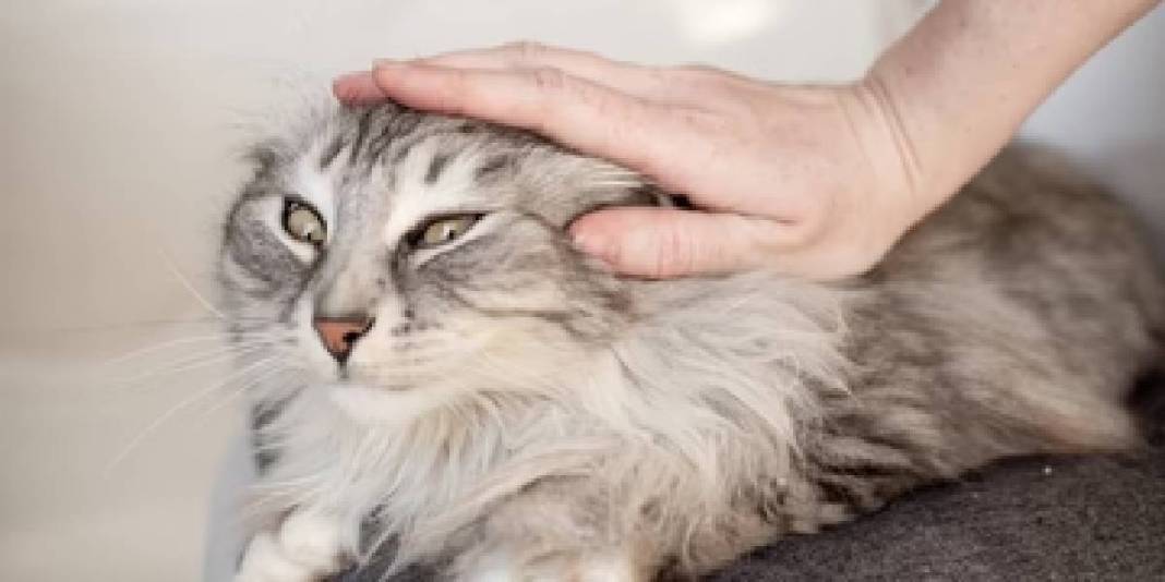 Kedinizin sizi ne kadar sevdiğini test etmek ister misiniz? ‘Evet’ cevabınız 1 mi 9 mu? Bu davranışlar sevgisinin göstergesi 3